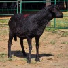 1 X BOSVELDER RAM W. EKSTEEN