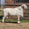 1 X DORPER CROSS RAM CDP AUCTIONEERS
