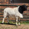 1 X DORPER CROSS RAM CDP AUCTIONEERS