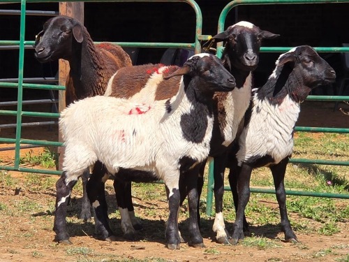 2+2 X MEATMASTER CROSS EWE PW VAN HEERDEN (Per animal to take the lot)
