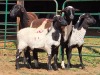 2+2 X MEATMASTER CROSS EWE PW VAN HEERDEN (Per animal to take the lot)