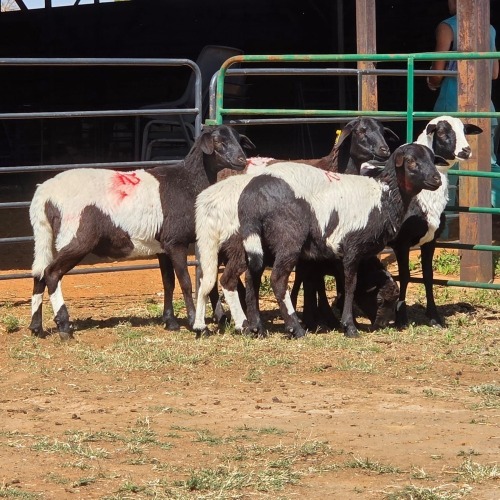 5 X BOSVELDER EWE W. EKSTEEN (Per animal to take the lot)