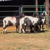 5 X BOSVELDER EWE W. EKSTEEN (Per animal to take the lot)