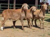 3 X MEATMASTER EWE LIVESTOCK 88 (Per animal to take the lot)
