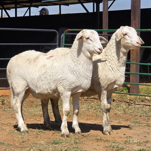 2 X MEATMASTER RAM LIVESTOCK 88 (Per animal to take the lot)