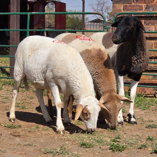 3 X BOSVELDER KAPATER W. EKSTEEN (Per animal to take the lot)