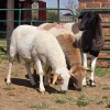 3 X BOSVELDER KAPATER W. EKSTEEN (Per animal to take the lot)