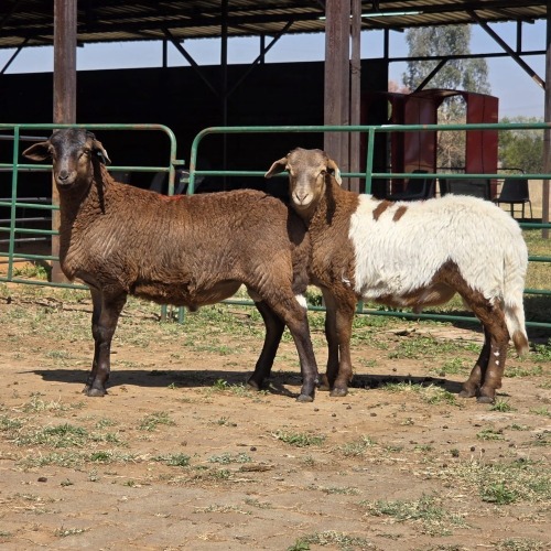 2 X MEATMASTER RAM LIVESTOCK 88 (Per animal to take the lot)