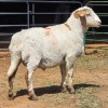 1 X MEATMASTER RAM LIVESTOCK 88