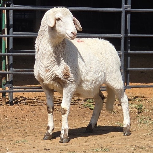 1 X MEATMASTER EWE LIVESTOCK 88