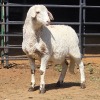 1 X MEATMASTER EWE LIVESTOCK 88