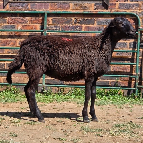 1 X MEATMASTER EWE LIVESTOCK 88