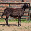 1 X MEATMASTER EWE LIVESTOCK 88
