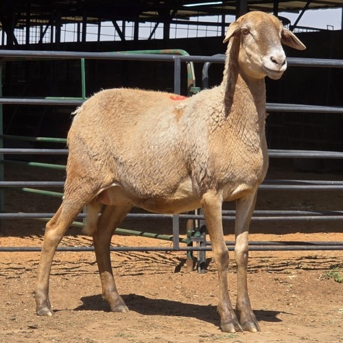 1 X MEATMASTER EWE LIVESTOCK 88