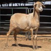 1 X MEATMASTER EWE LIVESTOCK 88