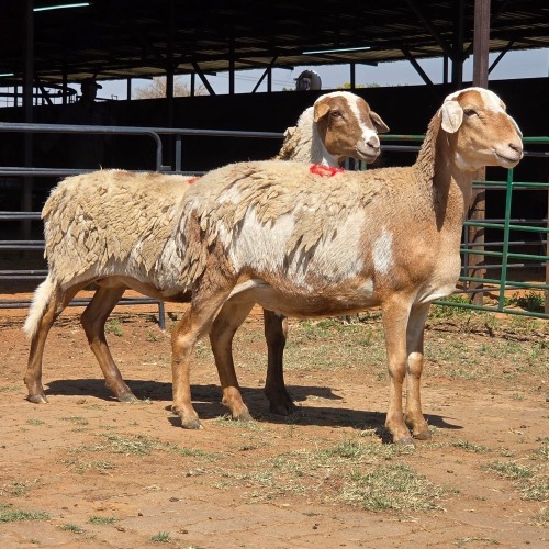 2 X MEATMASTER EWE LIVESTOCK 88 (Per animal to take the lot)