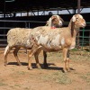 2 X MEATMASTER EWE LIVESTOCK 88 (Per animal to take the lot)