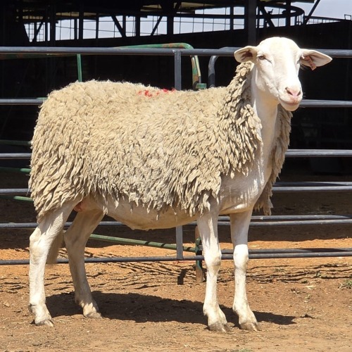 1 X MEATMASTER CROSS EWE LIVESTOCK 88