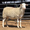 1 X MEATMASTER CROSS EWE LIVESTOCK 88