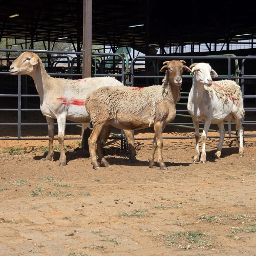 3 X MEATMASTER EWE LIVESTOCK 88 (Per animal to take the lot)