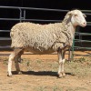 1 X MEATMASTER CROSS EWE LIVESTOCK 88