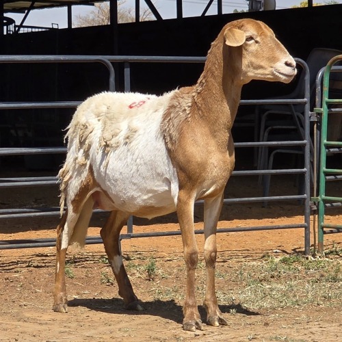 1 X MEATMASTER EWE LIVESTOCK 88