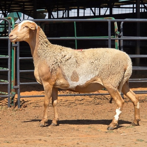 1 X MEATMASTER EWE LIVESTOCK 88