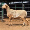 1 X MEATMASTER EWE LIVESTOCK 88