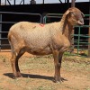 1 X MEATMASTER EWE LIVESTOCK 88