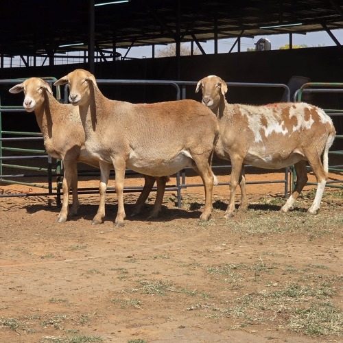 3 X MEATMASTER EWE LIVESTOCK 88 (Per animal to take the lot)
