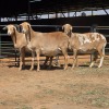 3 X MEATMASTER EWE LIVESTOCK 88 (Per animal to take the lot)