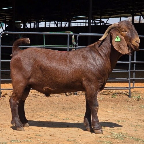 1 X KALAHARI RED BUCK W.A.S. SNYDERS