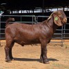1 X KALAHARI RED BUCK W.A.S. SNYDERS