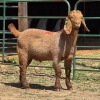 1 X KALAHARI RED BUCK W.A.S. SNYDERS