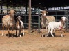 2+2 X MEATMASTER EWE LIVESTOCK 88 (Per animal to take the lot)