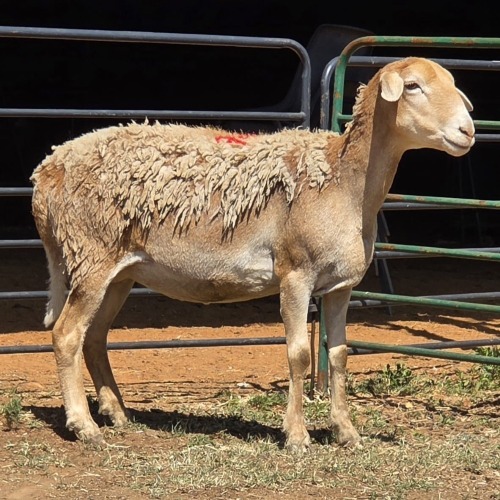 1 X MEATMASTER EWE LIVESTOCK 88