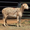 1 X MEATMASTER EWE LIVESTOCK 88