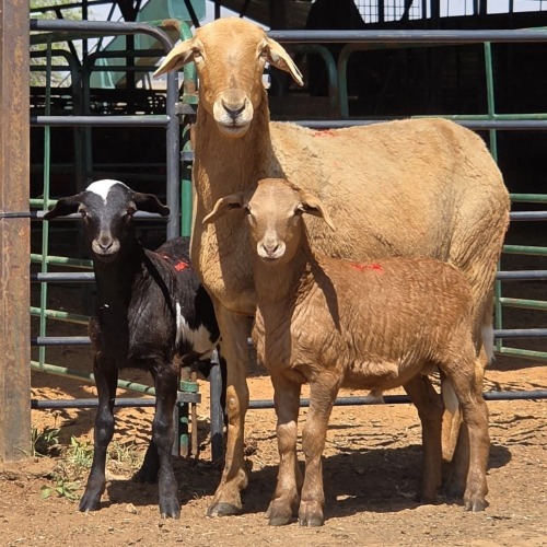 1+2 X MEATMASTER EWE LIVESTOCK 88