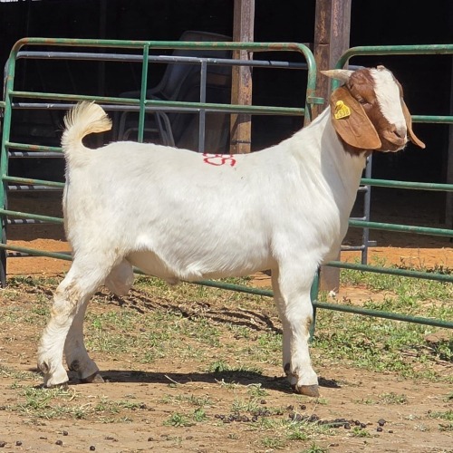 1 X BOERBOK BUCK W.A.S. SNYDERS