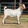 1 X BOERBOK BUCK W.A.S. SNYDERS
