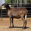 1 X BOSVELDER EWE N. CRAWFORD