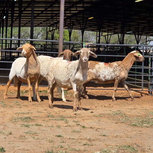 4 X BOSVELDER EWE N. CRAWFORD (Per animal to take the lot)