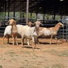 4 X BOSVELDER EWE N. CRAWFORD (Per animal to take the lot)