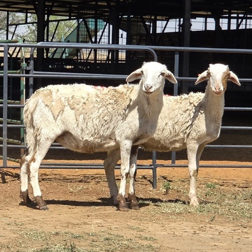 2 X BOSVELDER EWE N. CRAWFORD (Per animal to take the lot)