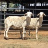 2 X BOSVELDER EWE N. CRAWFORD (Per animal to take the lot)