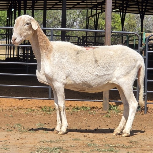 1 X BOSVELDER EWE N. CRAWFORD