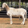 1 X BOSVELDER EWE N. CRAWFORD