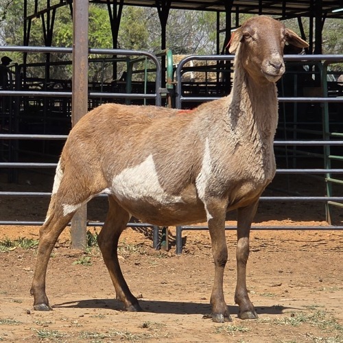 1 X BOSVELDER EWE N. CRAWFORD