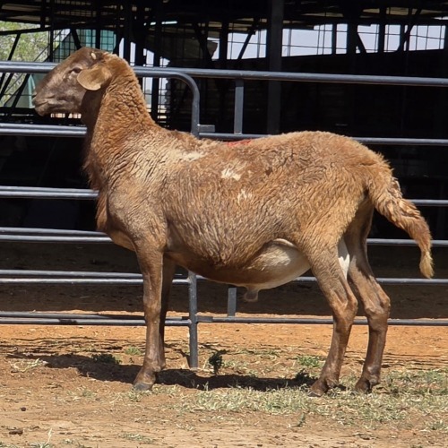 1 X BOSVELDER EWE N. CRAWFORD