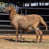 1 X BOSVELDER EWE N. CRAWFORD